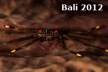 web_bali_catalog