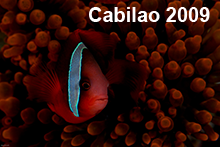 web_catalog_cabilao2009